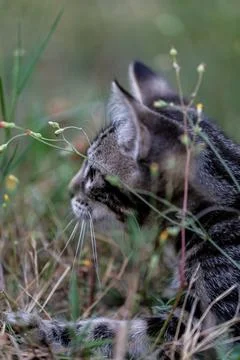 A cat is laying in the grass, looking up at something Stock Photos