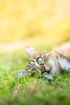 Cat laying in grass Stock Photos