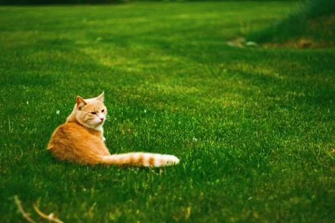 Cat laying on the grass Foto stock