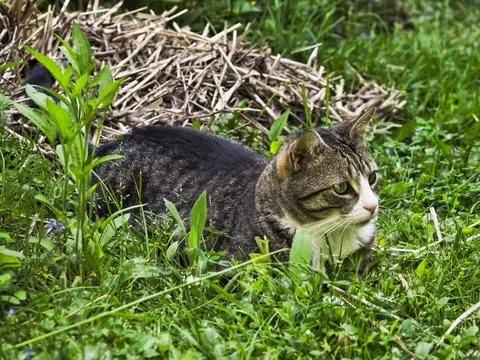Cat laying in the grass Stock Photos