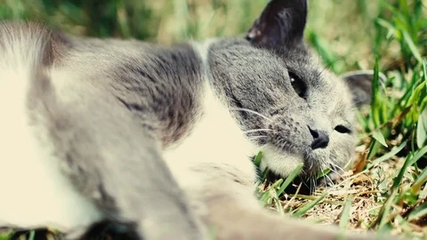 Cat laying in grass in the sun Stock Footage 83233139