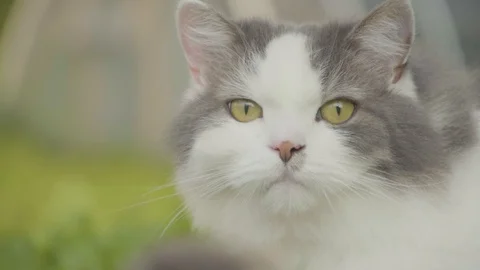 Cat laying on grass wagging tail looking at the camera 2 4k Stock Footage 94251679