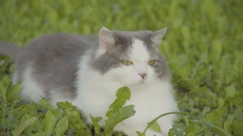 Cat laying on grass while being petted by a girl 4k Stock Footage 94253616