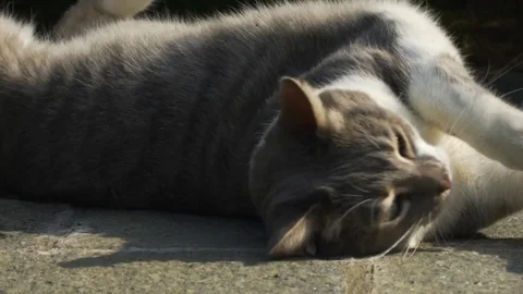 Cat laying on the ground Stock Footage 81021965