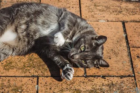 A cat is laying on the ground Stock Photos