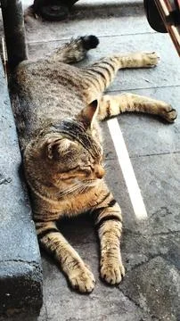 A cat is laying on the ground Foto stock