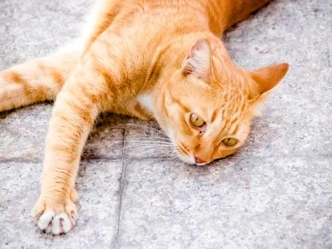 Cat laying Stock Photos