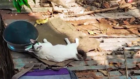 A cat laying on roof stock footage premium quality Stock Footage 306529228