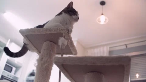 Cat laying at scratching Post indoor at home resting Vídeos de archivo 234193751