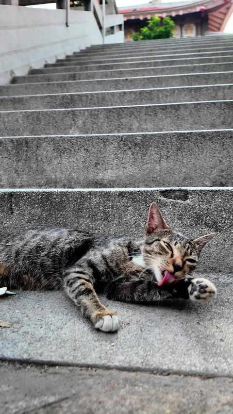Cat is laying on a set of stairs Stock Footage 327575035