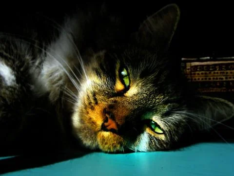 Cat Laying In The Sun 스톡 사진