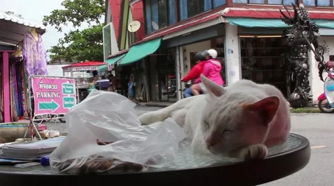 Cat Laying on a Table in the Street Stock Footage 45856788