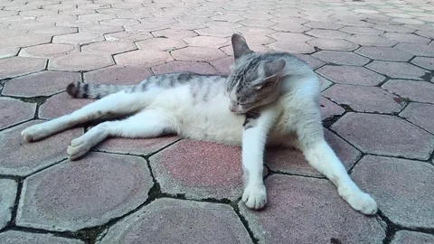 A cat is laying on a tiled floor. The cat is white and gray Stock Footage 271166929