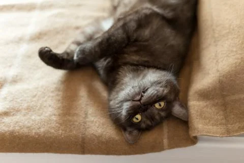 Cat laying upside down on the sofa Stock Photos