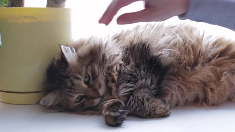 Cat laying on a window sill biting a human's hand Vídeos de archivo 87982365