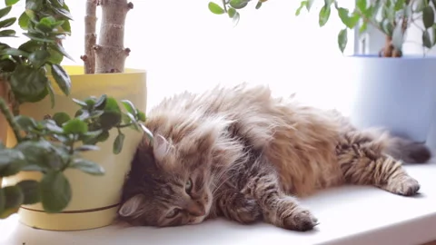 Cat laying on a window sill. Cat at the window Stock Footage 87982450