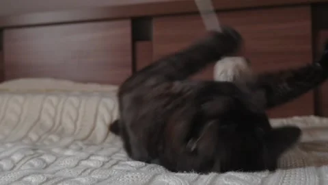 Cat lays on bed on his back and plays with toy Stock Footage 151839823
