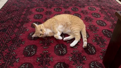 A cat lays on a carpet. Vidéo 333441207
