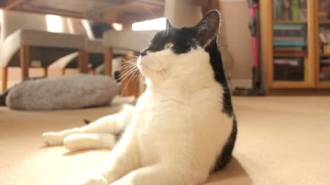 Cat lays down RAW Stock Footage 237268498