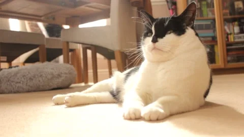 Cat lays on floor 3 RAW Stock Footage 237268683
