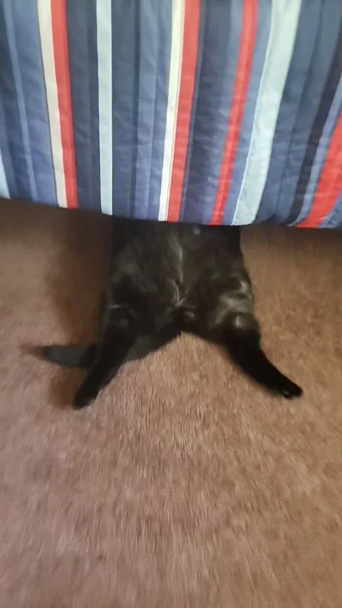 Cat Lays on His Back Under the Bed While Son Games, Sandpoint, Idaho, USA - 02 J Stock Footage 247074471