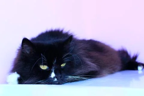 Cat lays on the light background Stock Photos