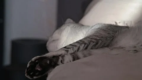 Cat lays on a soft surface and stretches its body in a relaxed position 스톡 동영상 337101298