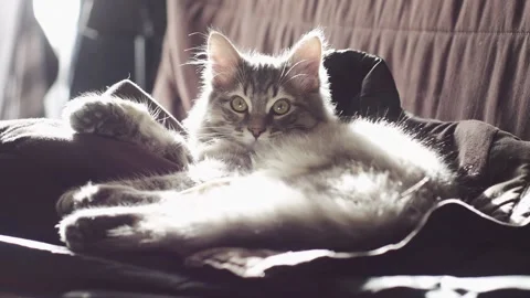 Cat Lazing in Sun on Couch Stock Footage 141383099