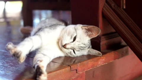 Cat Lazy Stock Footage 252739765