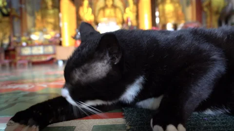 Cat leaking in buddhist temple Stock Footage 67728910
