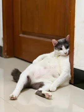 Cat lean on door frame Stock Photos