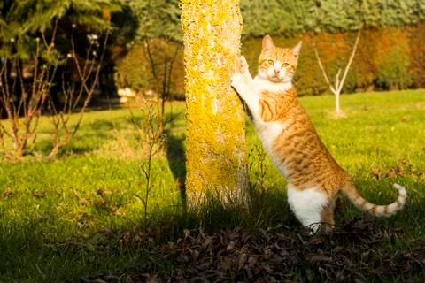 Cat leaning on Tree and Looking into Camera Stock Photos