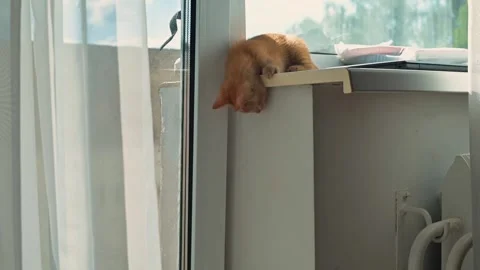 A cat leans over the edge of a windowsill, basking in sunlight. The action takes 스톡 동영상 344440466
