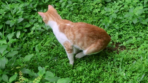 Cat leaping into tall green grass and checking Stock Footage 315215861
