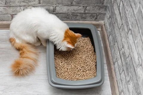 Cat learning to walk in the litter box. Stock Photos