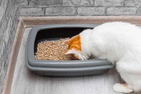 Cat learning to walk in the litter box. Stock Photos
