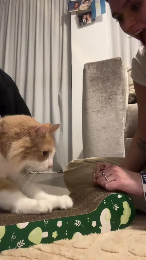 Cat Learns To Scratch By Copying Owner, Cordoba, Argentina - 17 Sep 2025 Stock Footage 317562211