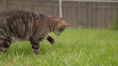Cat on leash pouncing on bugs in grass slow motion 스톡 동영상 130465725