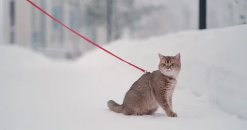 A cat on a leash walks in winter Stock Footage 269503153