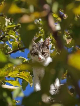 Cat in leaves Stock Photos