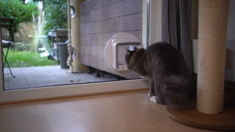Cat leaving house using cat flap in window Stock Footage 123384023