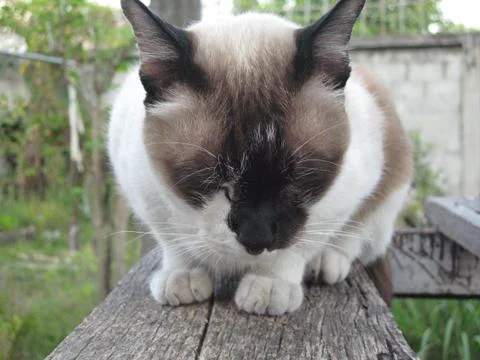 Cat on a ledge. Stock Photos