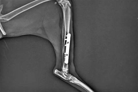 Cat Leg Orthopedic Plate | Veterinary Medicine. Pet veterinarian Stock Photos