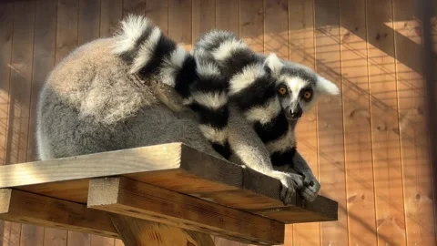 Cat lemurs Stock Footage 346642384