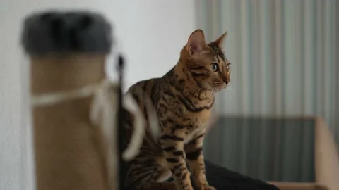 A cat with a leopard color sits and looks around in the apartment, close-up Stock Footage 237762260
