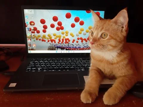 Cat on leptop Stockfoto's