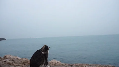 Cat lick herself on beach. Stock-Footage 126172076