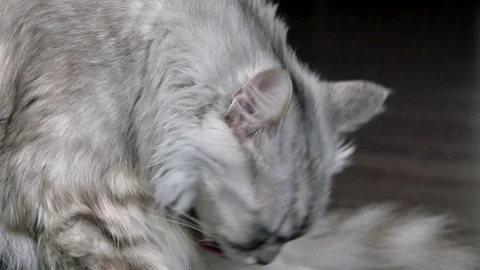 Cat lick himself Stock Footage 77411447