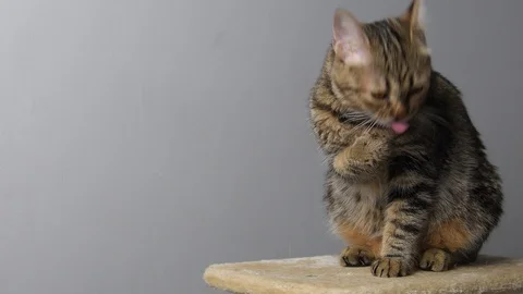 Cat lick Itself. Video stock 109611087