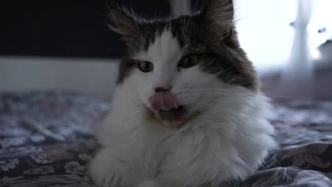 Cat lick slow motion 스톡 동영상 181115447
